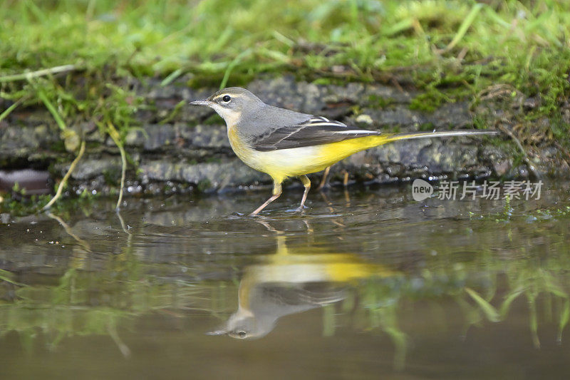 灰尾尾(Motacilla cinerea)